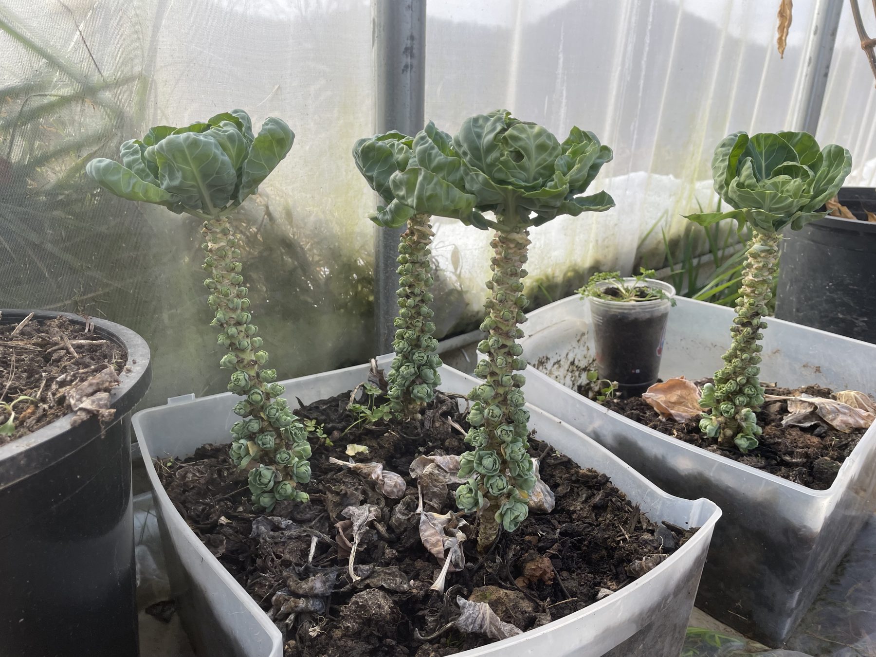 Brussels sprouts growing in containers inside the high tunnel