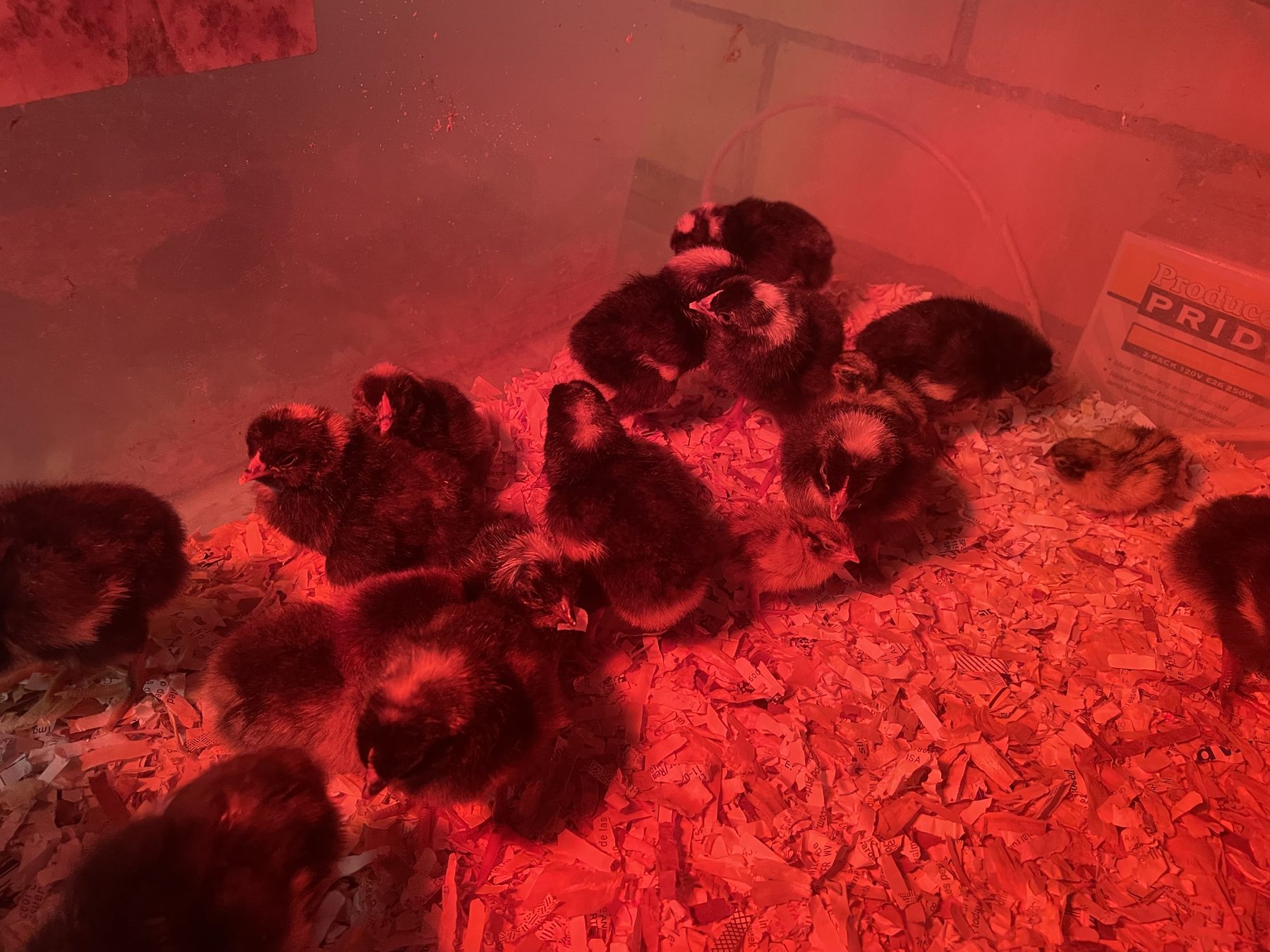 Young chicks huddled under a red heat lamp in the brooder