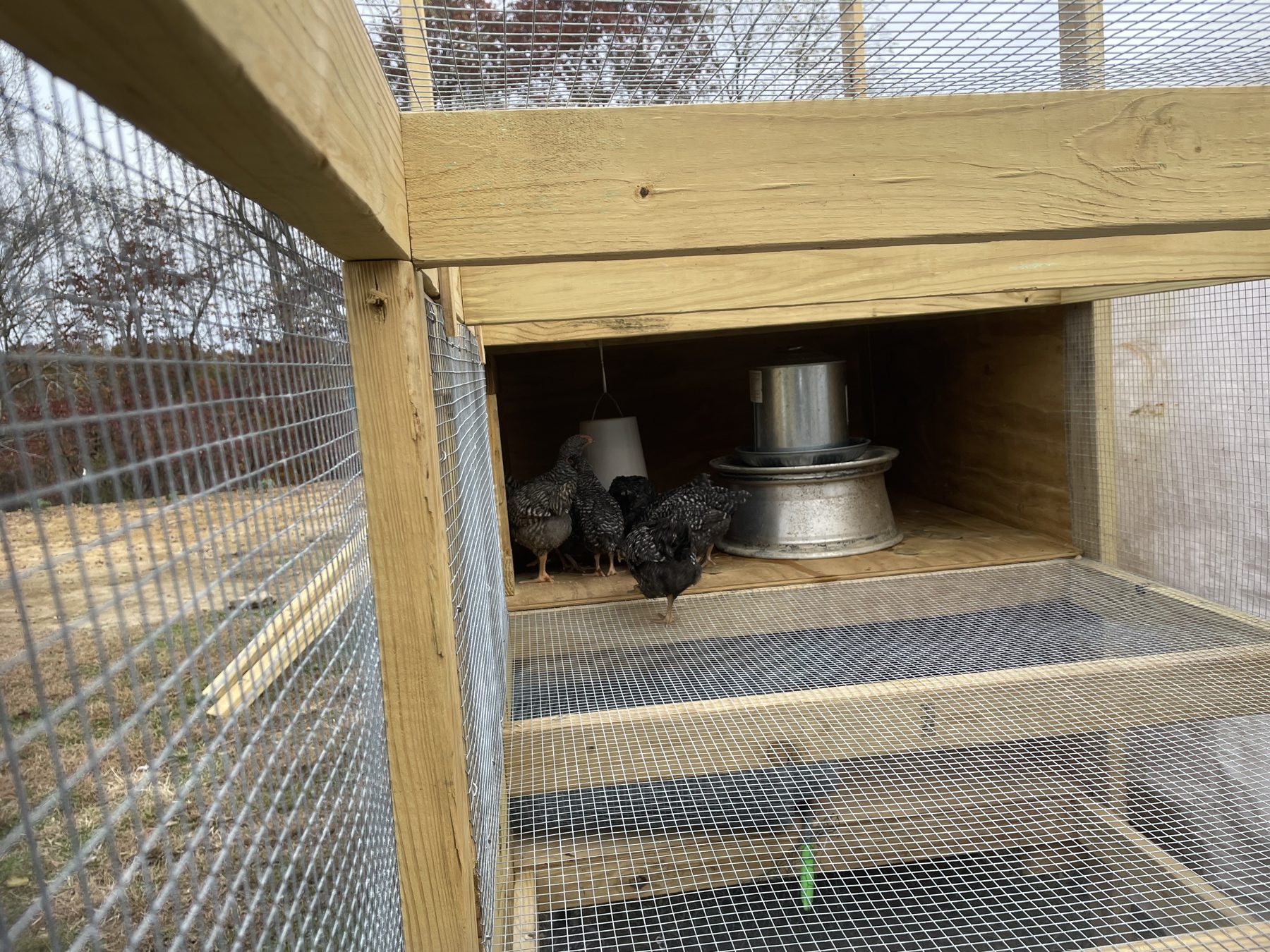 Birds inside a wire-and-timber coop with a hanging feeder
