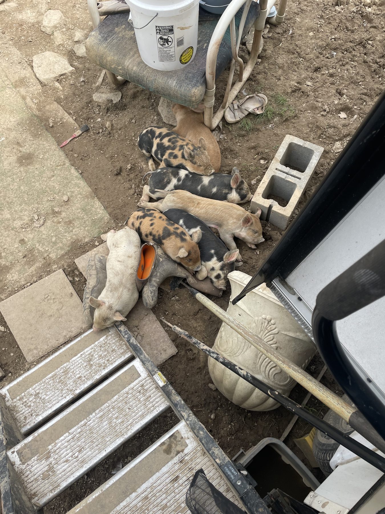 A litter of spotted piglets resting in the dirt beside farm equipment