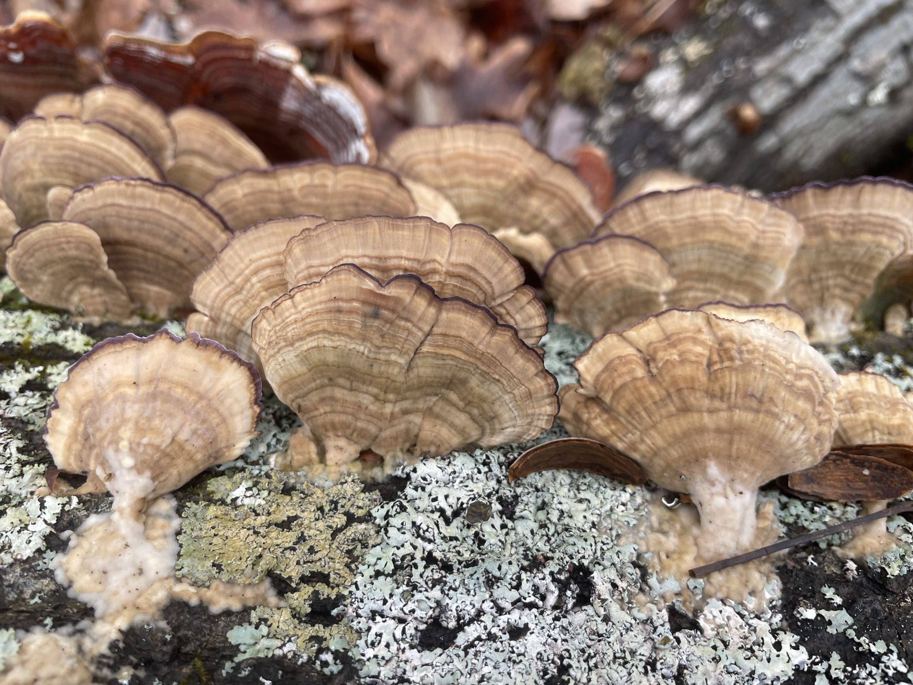 Turkey tail mushrooms growing on a lichen-covered log